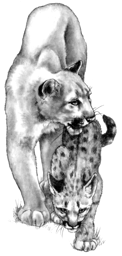 MC-cu-02,  Cougar & Kit,  A mother cougar teaches her kitten to hunt  ~ TIF print  version